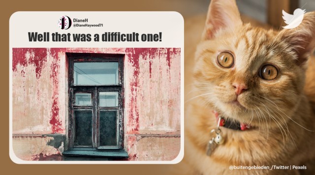 cat puzzle, spot the cat, find the cat viral post, optical illusion, hidden animal puzzles, find hidden cat pic, viral news, indian express