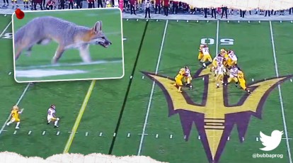 Furry intruder: This fox stole the show at a football game in the US