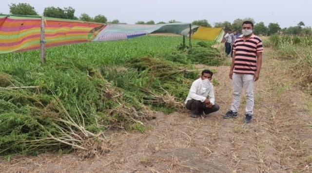 Police in Anand busted 900 kilograms of ganja plantation earlier this year in May. (Express photo)