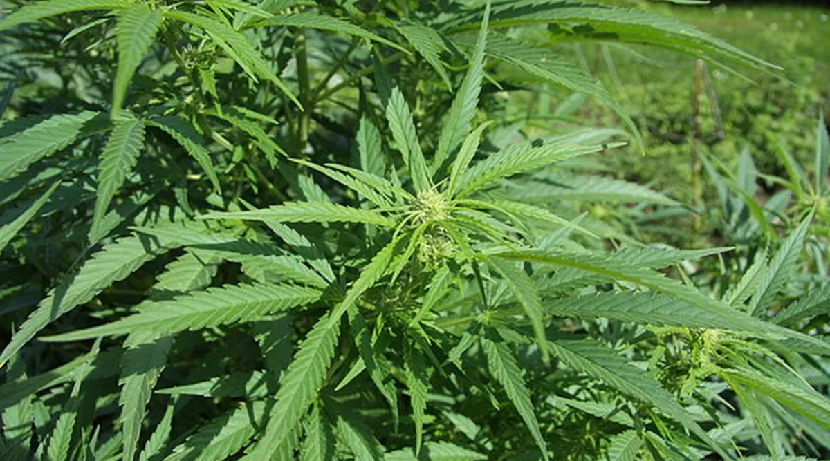 File:Cannabis indica buds and digital scale.jpg - Wikimedia Commons