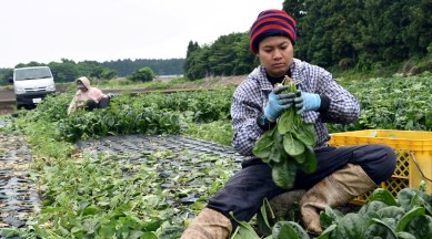 Workers from Thailand work at Green Leaf farm, in Showa Village, Gunma Prefecture, Japan, June 6, 2018. (Reuters)