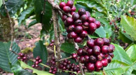 Karnataka coffee cultivation