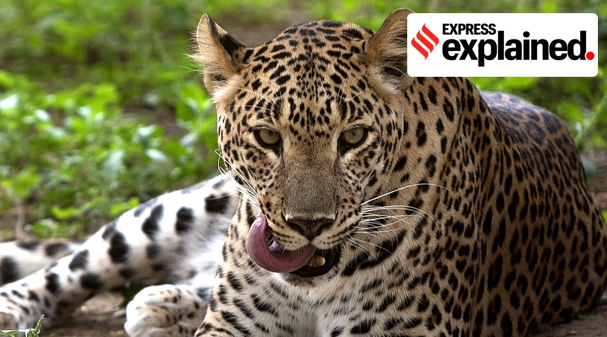 At current roadkill rates, the leopard’s North Indian population is at 83% higher risk of extinction, study finds. (Express Archive) 