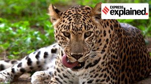 Telling Numbers: Roadkill and extinction risk for leopards in North India