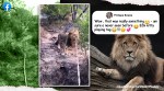 lion tug of war, lion pull jeep rope, south africa lion pulls rope safari jeep, viral videos, lion tourist jeep videos, indian express