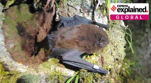 Explained: Why ‘Bird of the Year’ award has created controversy in New Zealand