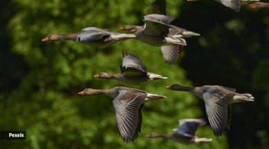 migratory-birds