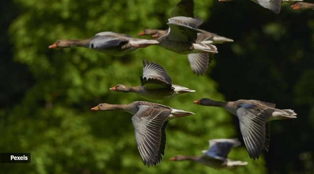 migratory-birds