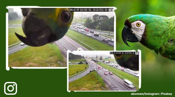 parrot photobomb traffic camera, parrot inspect highway camera, parrot peekaboo traffic camera, brazil parrot traffic camera, birds traffic camera videos, indian express
