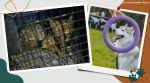 peru family sold fox instead of dog, peru family pet dog is fox, vendor sells illegal fox as husky, odd news, viral news, indian express