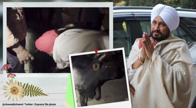 punjab, Charanjit Singh Channi, Charanjit Singh Channi saves cow, channi join cow rescue mission, channi save cow fallen in pit, viral videos, indian express