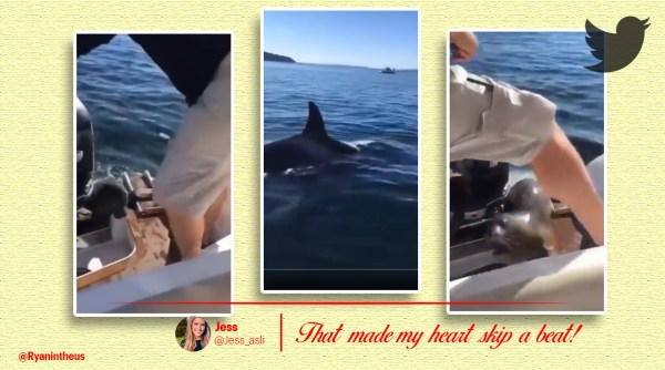 orcas hunt seal, killer whale hunt seal, seal hides on boat to escape orcas, seal climbs on boat to escape orcas, viral videos, indian express