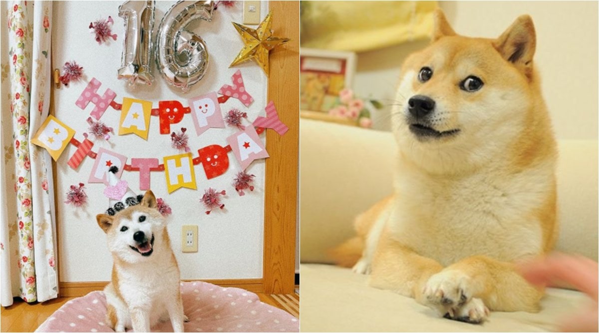 Kabosu, the dog behind famous Shiba Inu ‘Doge’ meme, celebrates 16th ...