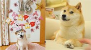 Kabosu The Dog Behind Famous Shiba Inu Doge Meme Celebrates 16th 
