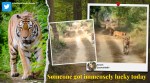 randeep hooda, tiger spotting, indian forests tigers, tiger videos maharashtra forest, Umred Karhandla Wildlife Sanctuary, viral video, indian express