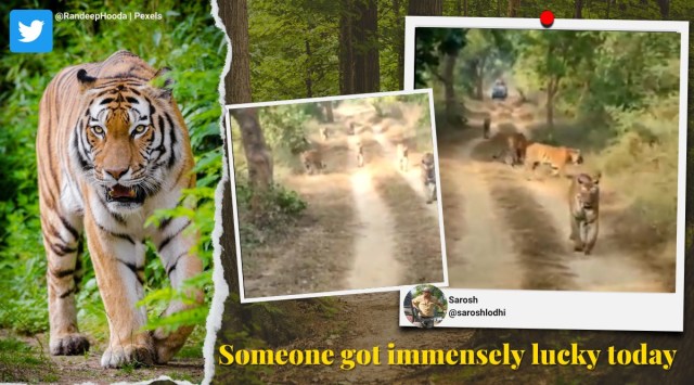 randeep hooda, tiger spotting, indian forests tigers, tiger videos maharashtra forest, Umred Karhandla Wildlife Sanctuary, viral video, indian express
