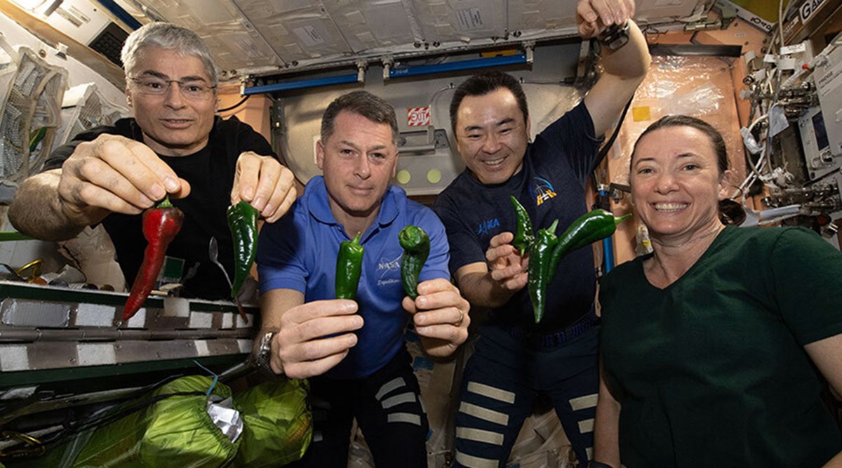 Astronauts, from left, Mark Vande Hei, Shane Kimbrough, Akihiko Hoshide and Megan McArthur, pose with chile peppers grown aboard the International Space Station on Friday, Nov. 5, 2021. (NASA via AP)