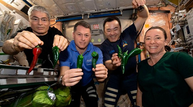 Astronauts, from left, Mark Vande Hei, Shane Kimbrough, Akihiko Hoshide and Megan McArthur, pose with chile peppers grown aboard the International Space Station on Friday, Nov. 5, 2021. (NASA via AP)