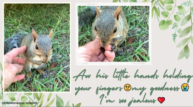 squirrel holding hands with woman, squirrel holds rescuers hand, squirrel rescue, cute squirrel videos, viral animal videos, indian express