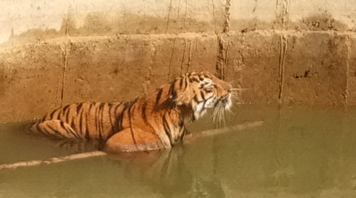 Tadoba, Chandrapur, Tadoba andheri tiger reserve, Tiger rescue, Andheri, Nagpur, Nagpur news, Indian express, Indian express news, Nagpur latest news