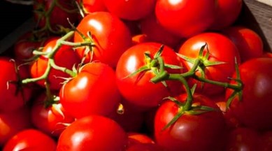 Tomato prices