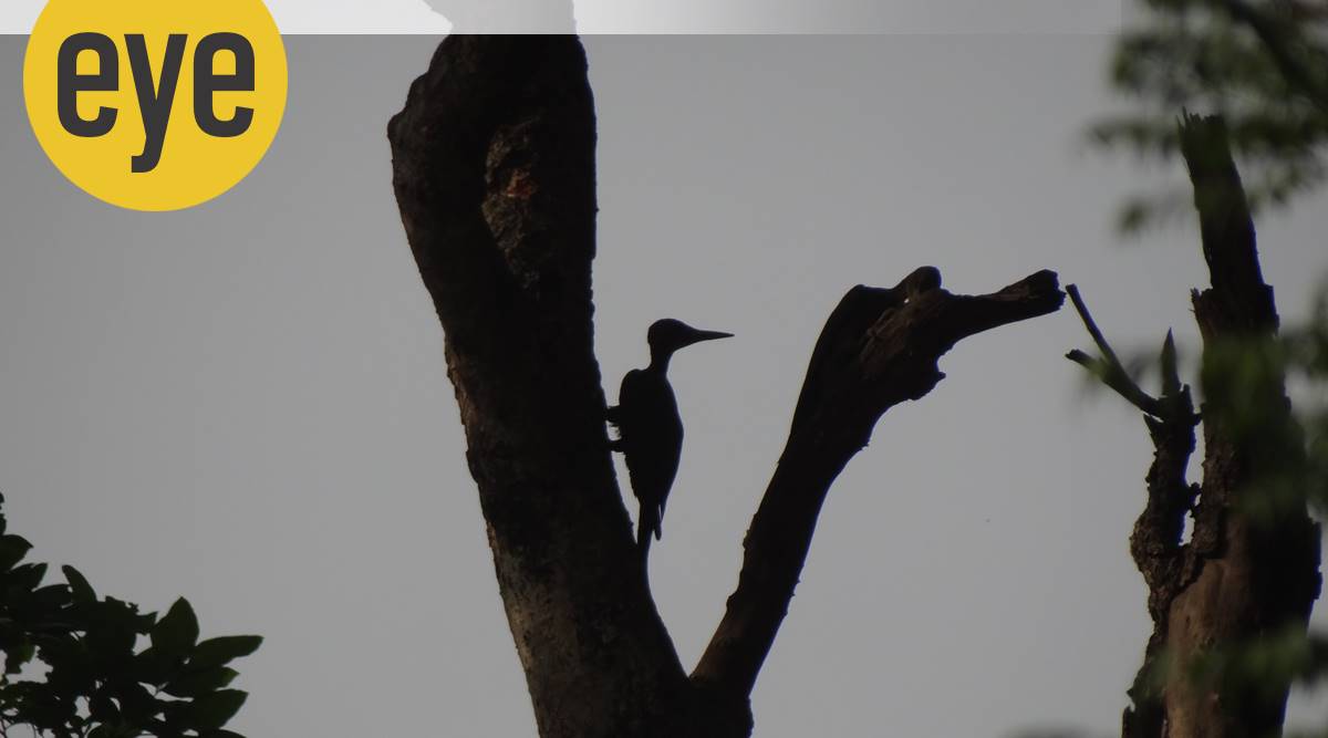 How The Rare Great Slaty Bagged The Top Spot As The World S Largest Wild Woodpecker Eye News The Indian Express