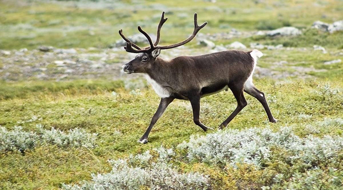 reindeer live in living room