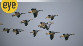 gosling, migratory flight, bar-headed geese