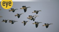 gosling, migratory flight, bar-headed geese