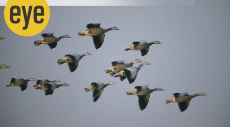 gosling, migratory flight, bar-headed geese