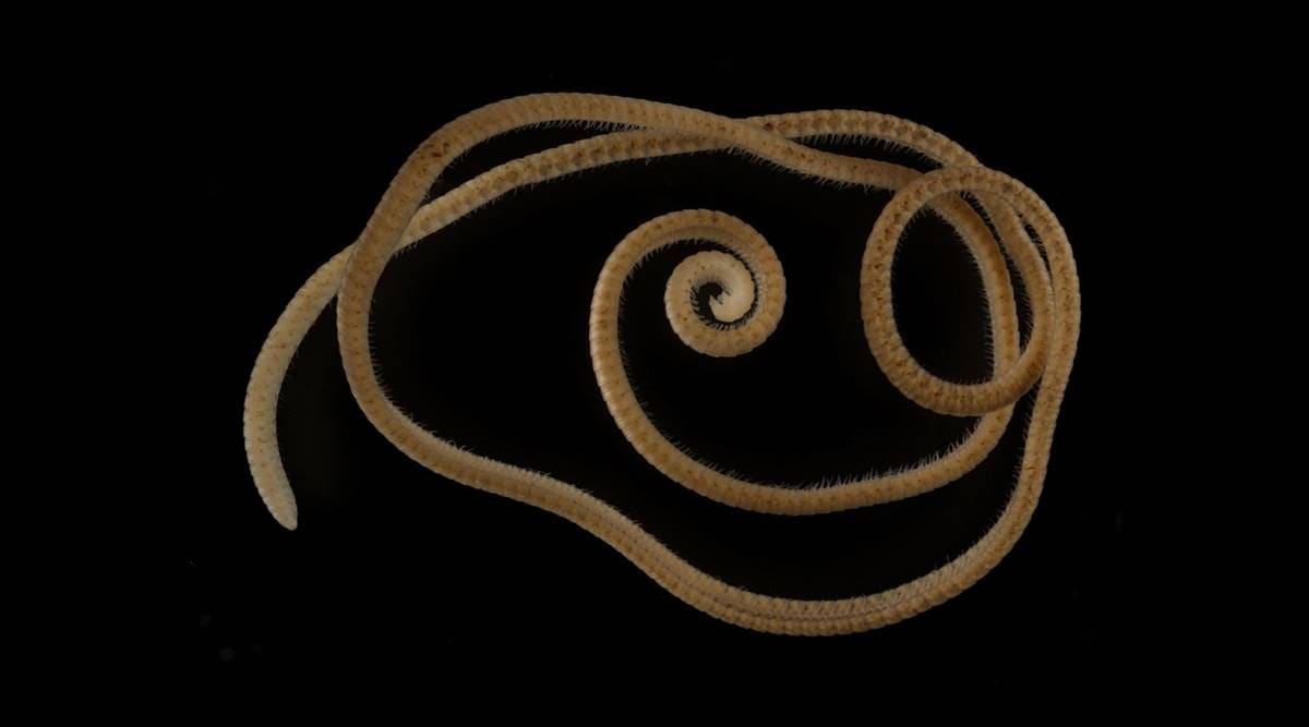 A female individual of the newly identified millipede species Eumillipes persephone