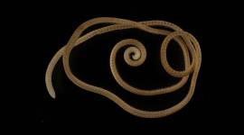 A female individual of the newly identified millipede species Eumillipes persephone