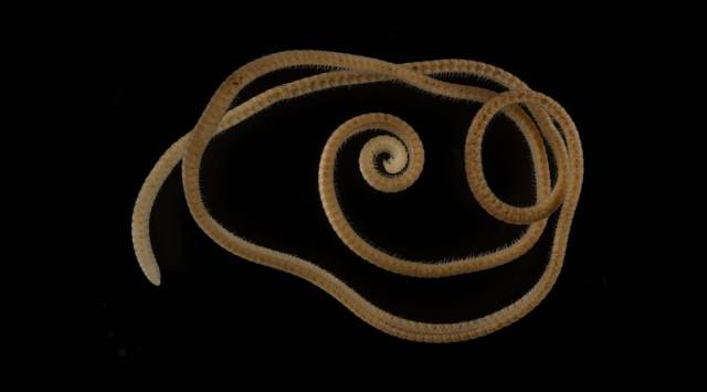 A female individual of the newly identified millipede species Eumillipes persephone