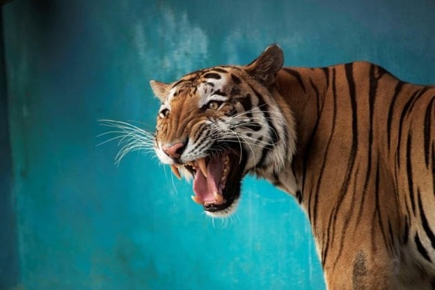 Royal Bengal tiger, animal pictures