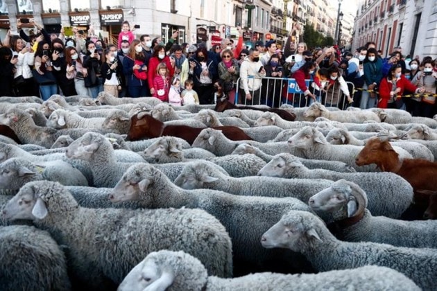 a flock of sheep, animal pictures