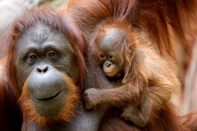 orangutan, baby orangutan, animal pictures