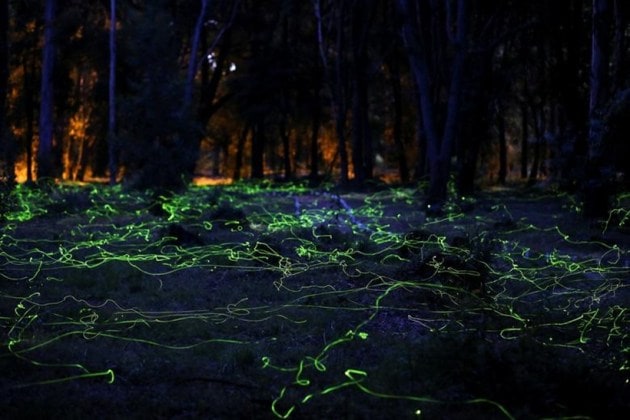 Fireflies, animal pictures