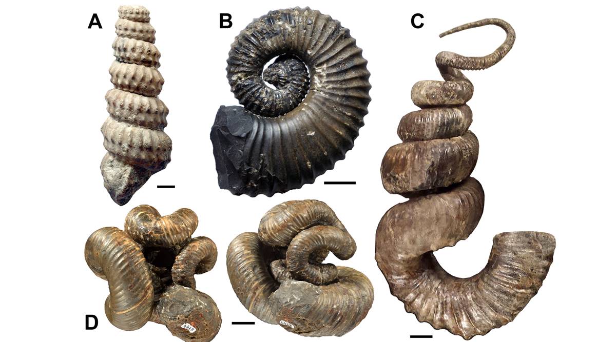 Fossilized ammonites with chiral shells, including (a) Turrilites costatus from Cenomanian, France; (b) Colchidites breistrofferi from Barremian, Colombia; (c) Nipponites mirabilis from Turonian, Japan; and (d) computed tomography scans of N. mirabilis.