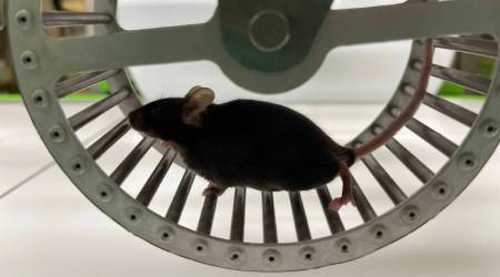 Mouse brain research