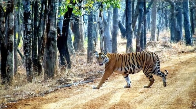 Tribal show, plastic recycling: Amrabad Tiger Reserve eco-tours aim to ...