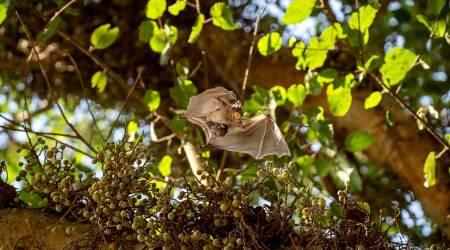 An Egyptian fruit bat