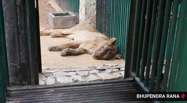 Sayajibaug zoo received the lion cubs in exchange for the exotic birds it had given to Sardar Patel Zoological park in Kevadia in Narmada district.
