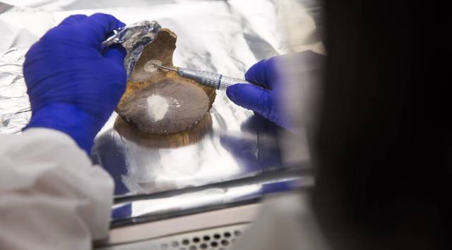 FILE — An ancient DNA technician drills a piece of skull to get powder for extracting DNA in the Reich lab in Boston on March 15, 2018. (Kayana Szymczak/The New York Times)