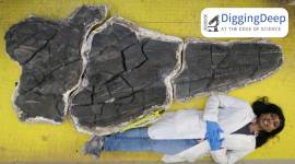 Cymbospondylus youngorum