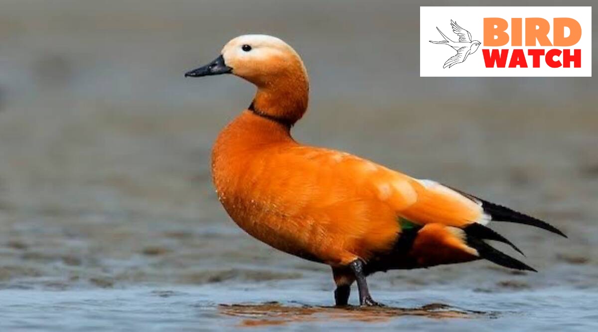 They have orange-brown body plumage with a paler head, while the tail and the flight feathers in the wings are black, contrasting with the white wing-coverts.