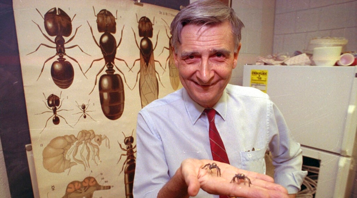 Edward O. Wilson, co-author of "The Ants," which won the Pulitzer Prize for general non-fiction, poses for a portrait on June 10, 1991. (AP/File)