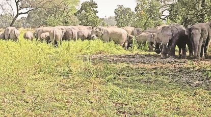 Death in Chhattisgarh village reshapes living with 43 elephants and crop  losses | India News - The Indian Express