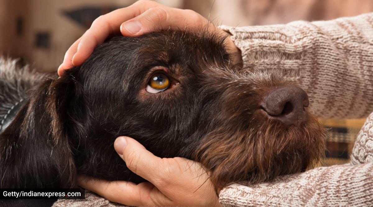 Neem oil for outlet dog wounds