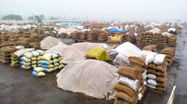 Bags of groundnut are covered at the Rajkot APMC yard during the rain on Tuesday. (Express Photo by Chirag Chotaliya)