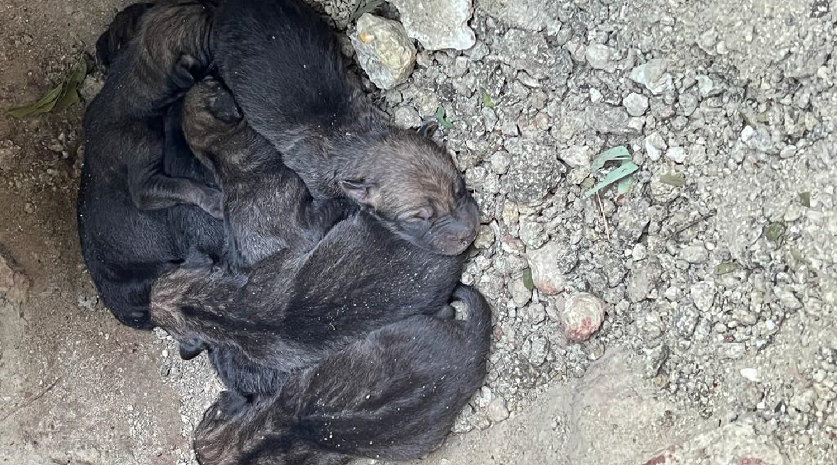 Gujarat: 5 Wolf Cubs Born At Junagadh Zoo, Stock Reaches 50 